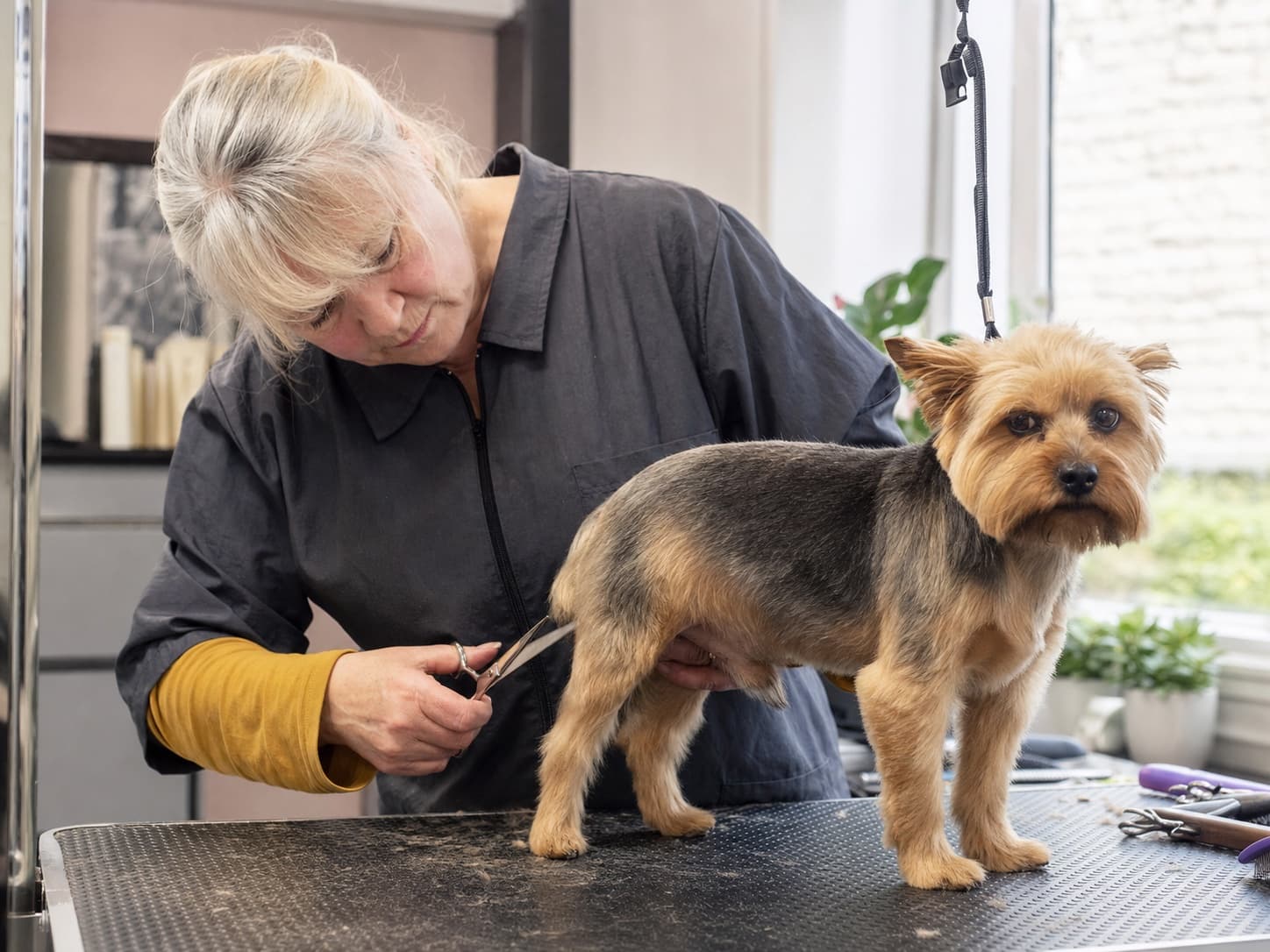 Breed-specific trims for a UK dog groomer business